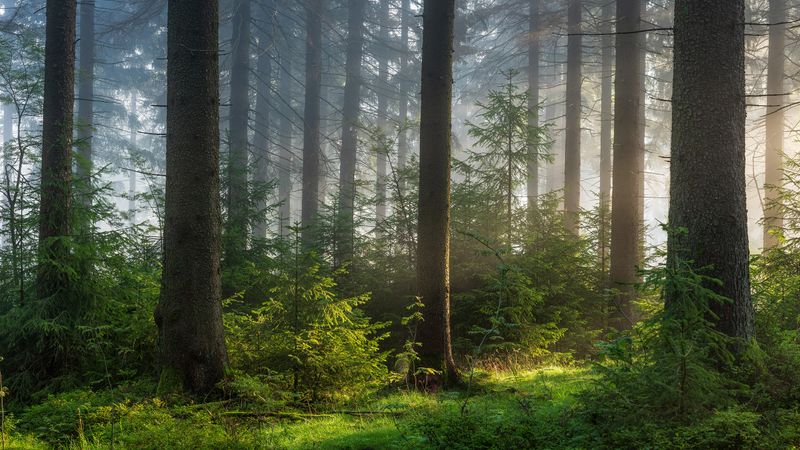 Solutions de rangement durables Lit à Tiroirs - Engagement environnemental